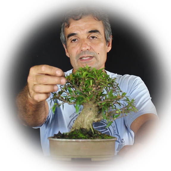 Master Class Shohin de Nerifólia Bonsai Online