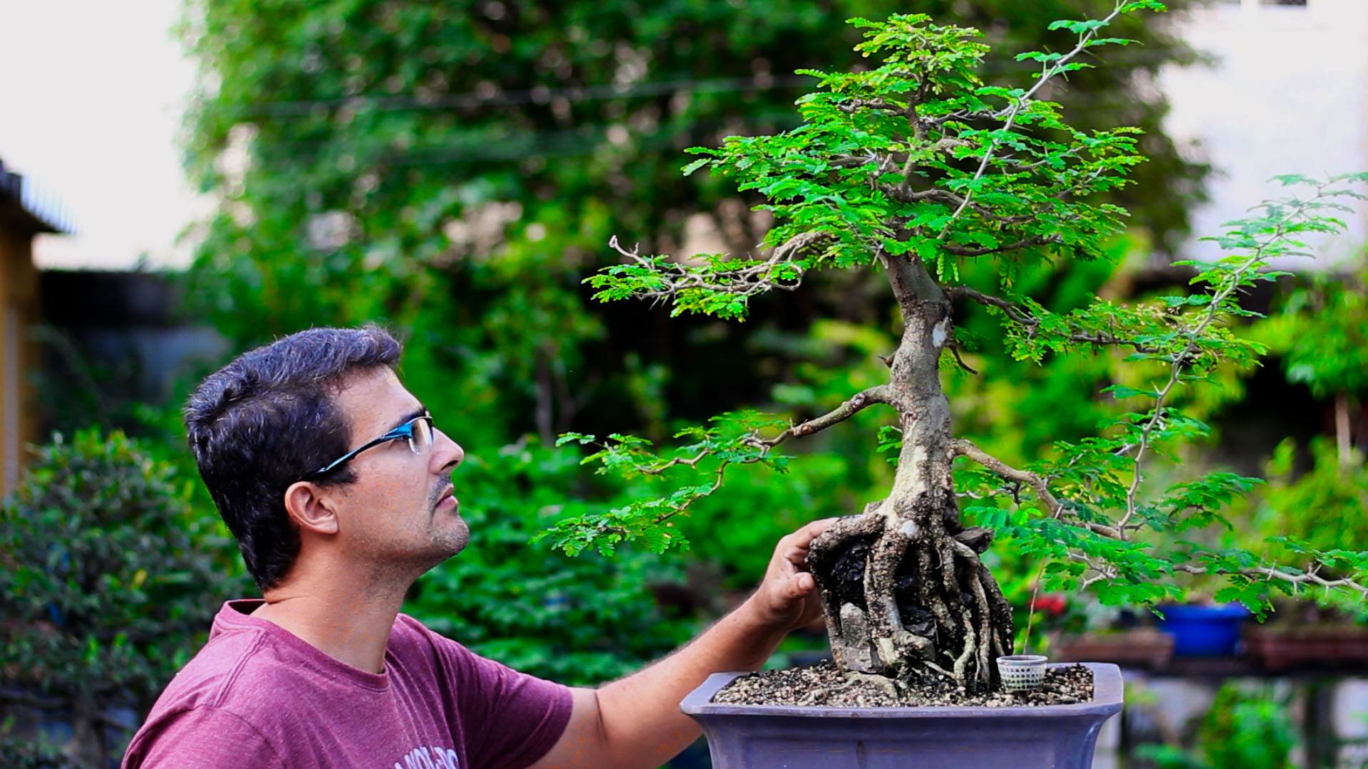 Masterclass Bonsai Sobre Rocha Bonsai Online